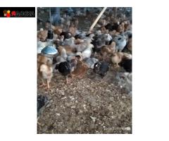 Суточная и подращенная птица