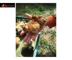 Суточная и подращенная птица