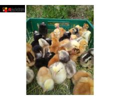 Суточная и подращенная птица