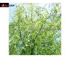 Крупномеры в Москве и Подмосковье с доставкой и посадкой