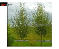 Крупномеры в Москве и Подмосковье с доставкой и посадкой