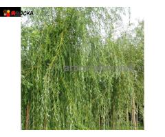 Крупномеры в Москве и Подмосковье с доставкой и посадкой