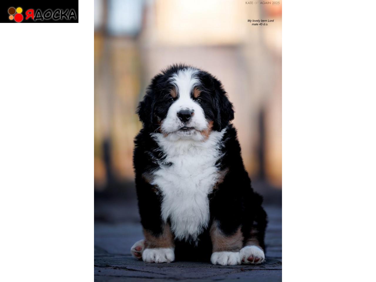 Щенки бернских зенненхундов