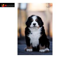 Щенки бернских зенненхундов