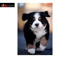 Щенки бернских зенненхундов