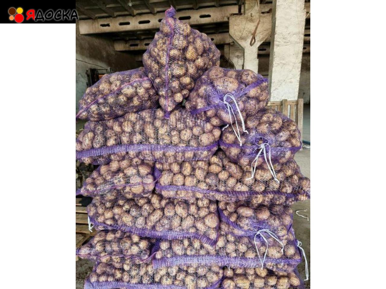 Картофель, капуста, свекла и морковь оптом в мешках и вентилируемой сетке