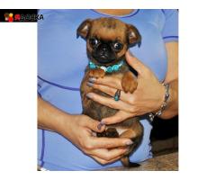 Миниатюрная девочка пти-брабансон