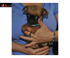 Миниатюрная девочка пти-брабансон