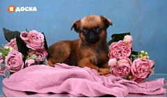 Мини девочка пти-брабансон