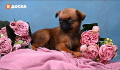 Мини девочка пти-брабансон