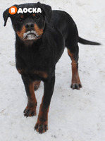 Щенки ротвейлера