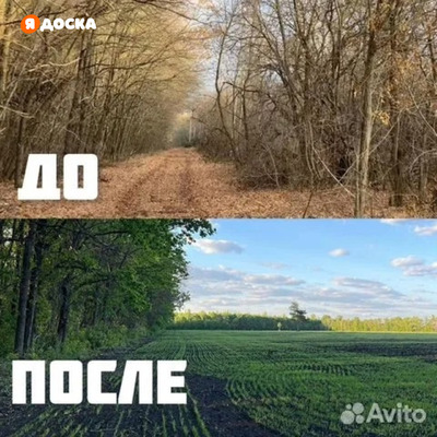 Расчистка территорий от деревьев и пней от 1 Га