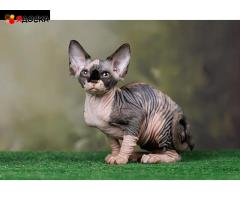 Котята Эльф, бамбино, Сфинкс - ласковое очарование! - 7