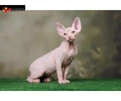 Котята Эльф, бамбино, Сфинкс - ласковое очарование! - 10