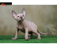 Котята Эльф, бамбино, Сфинкс - ласковое очарование! - 11