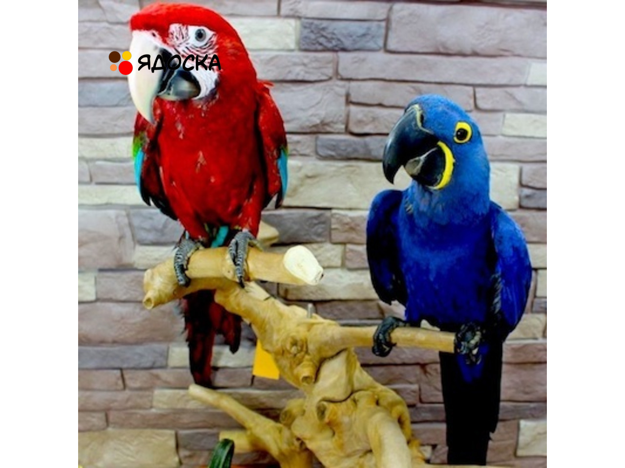 Попугаи - ручные птенцы из питомника - 1